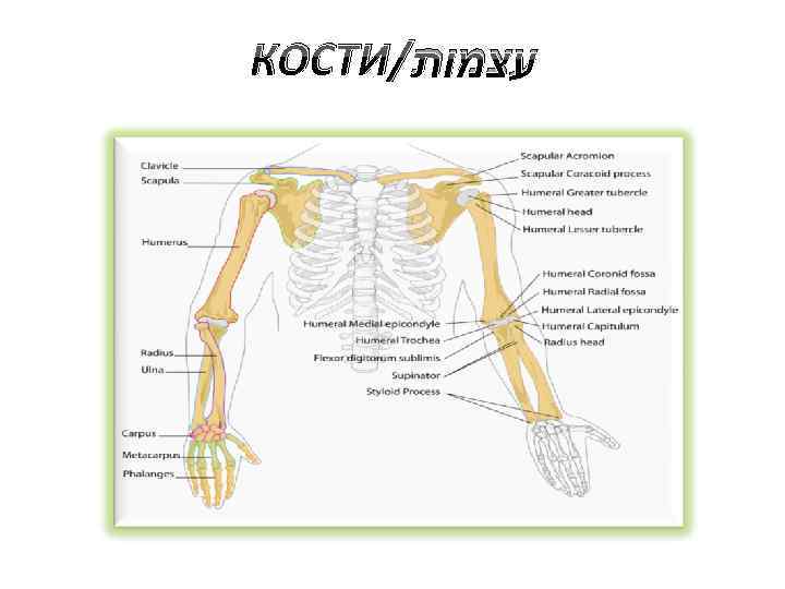 КОСТИ/ עצמות 