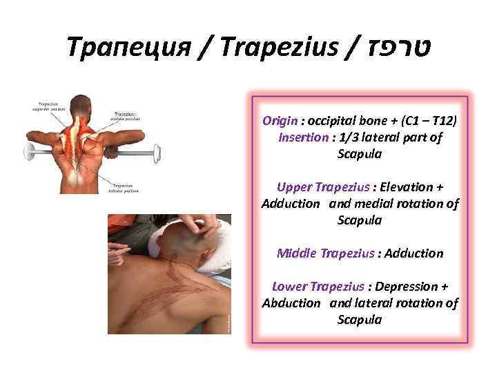 Трапеция / Trapezius / טרפז Origin : occipital bone + (C 1 – T