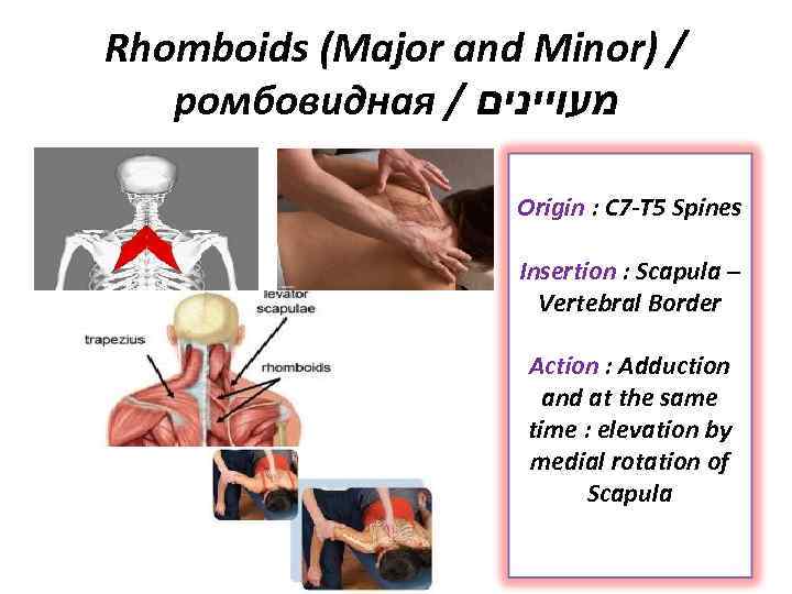 Rhomboids (Major and Minor) / ромбовидная / מעויינים Origin : C 7 -T 5