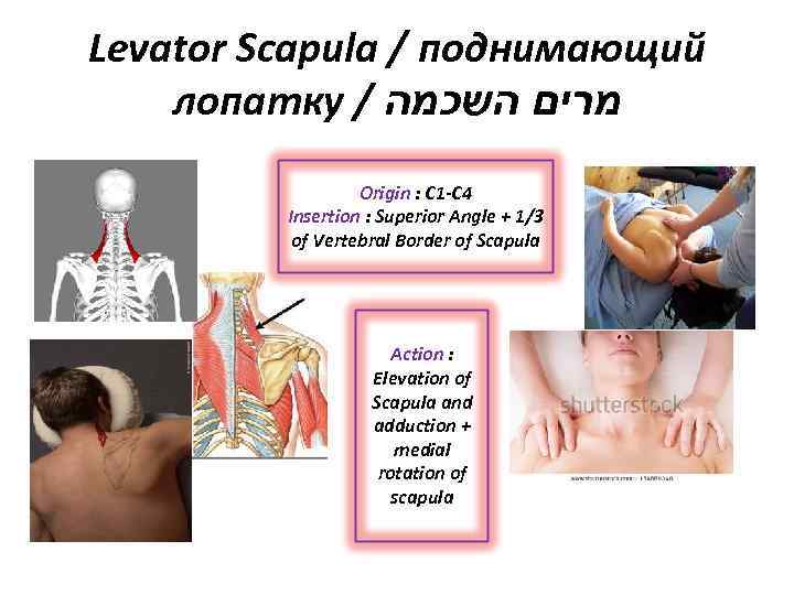 Levator Scapula / поднимающий лопатку / מרים השכמה Origin : C 1 -C 4