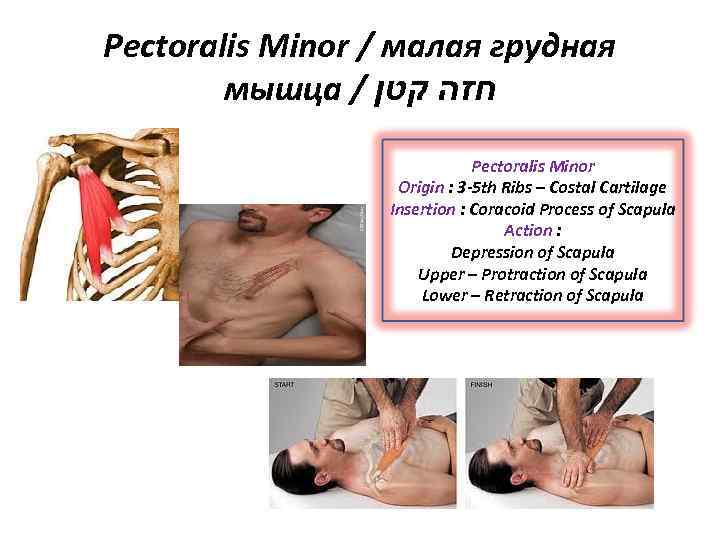 Pectoralis Minor / малая грудная мышца / חזה קטן Pectoralis Minor Origin : 3