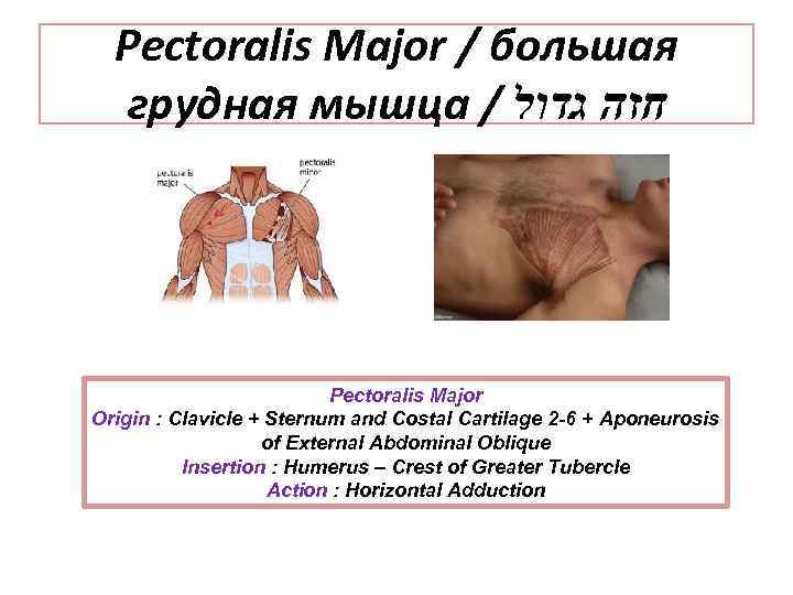 Pectoralis Major / большая грудная мышца / חזה גדול Pectoralis Major Origin : Clavicle