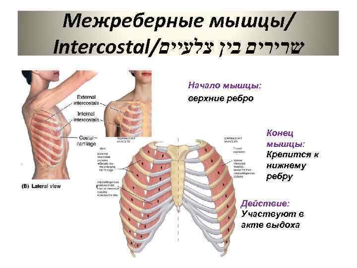 Наружные межреберные мышцы. Наружные межреберные мышцы функции. Внутренние межреберные мышцы функции. Внутренние межреберные мышцы анатомия. Прикрепление внутренних-межреберных мышц:.