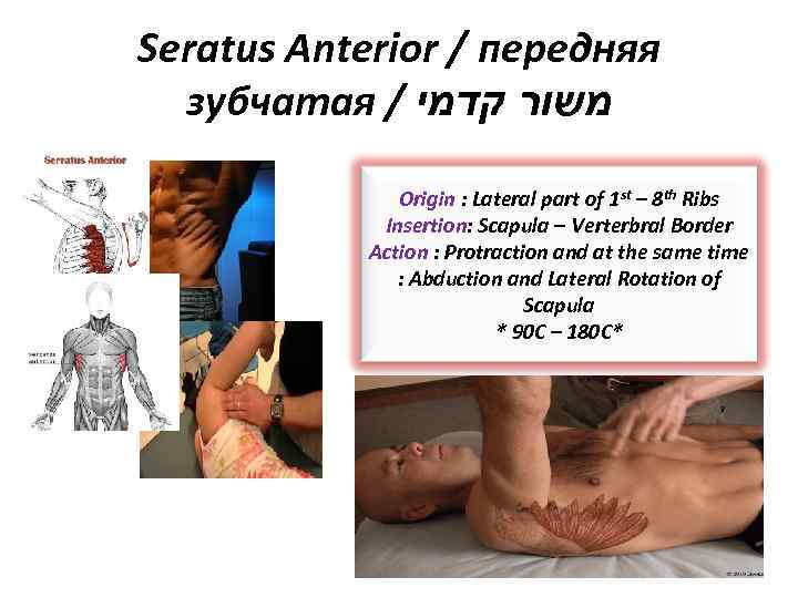 Seratus Anterior / передняя зубчатая / משור קדמי Origin : Lateral part of 1