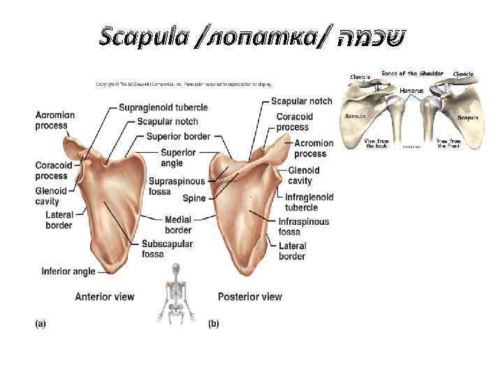 Scapula /лопатка/ שכמה 