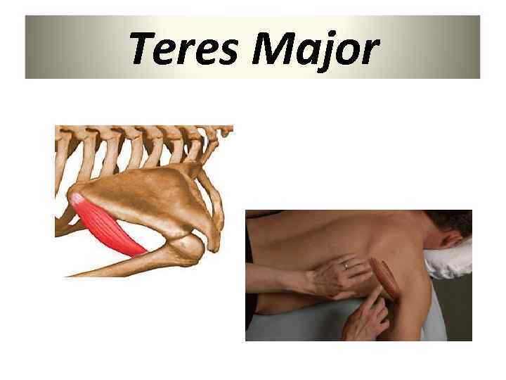 Teres Major 