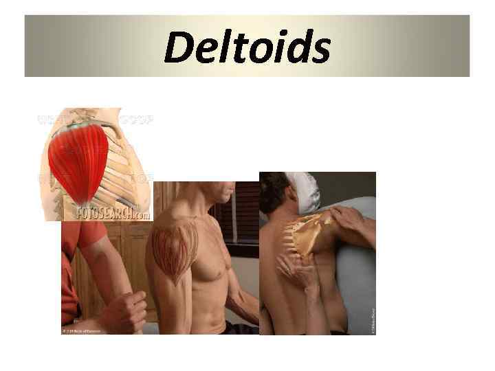 Deltoids 