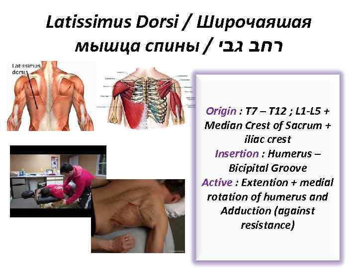 Latissimus Dorsi / Широчаяшая мышца спины / רחב גבי Origin : T 7 –