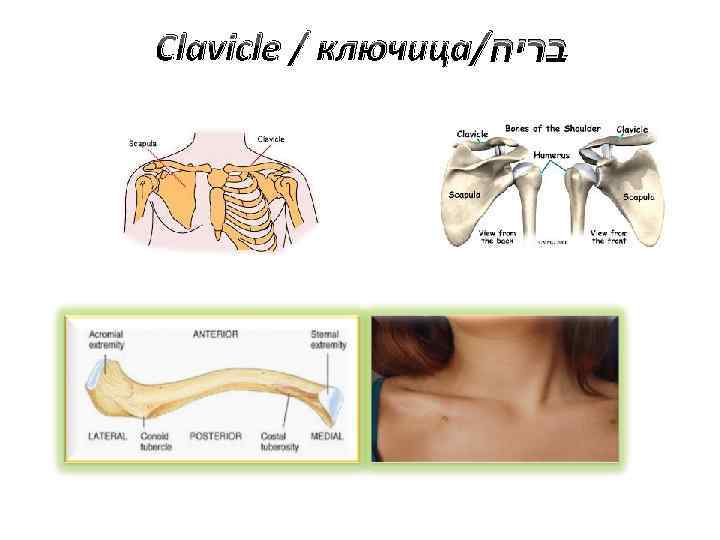 Clavicle / ключица/ בריח 