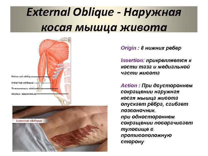 External Oblique - Наружная косая мышца живота Origin : 8 нижних ребер Insertion: прикрепляется