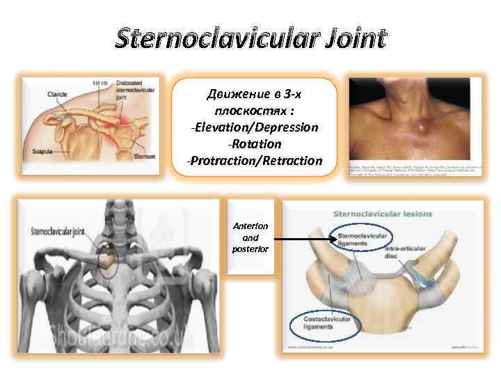 Sternoclavicular Joint Движение в 3 -х плоскостях : -Elevation/Depression -Rotation -Protraction/Retraction Anterion and posterior