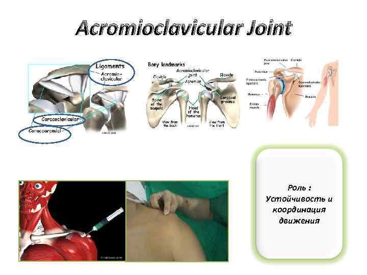 Acromioclavicular Joint Роль : Устойчивость и координация движения 