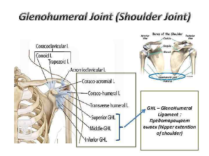 Glenohumeral Joint (Shoulder Joint) GHL – Gleno. Humeral Ligament : Предотвращает вывех (hipper extention