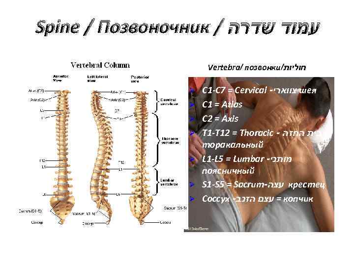 Spine / Позвоночник / עמוד שדרה Vertebra/ позвонки/ חוליות Ø Ø Ø Ø C