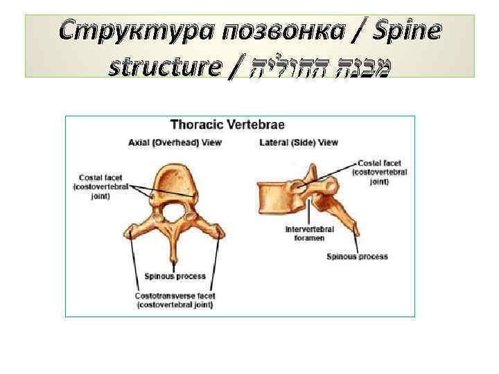 Структура позвонка / Spine structure / מבנה החוליה 