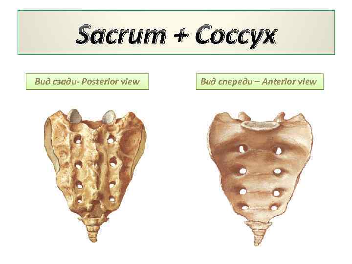 Sacrum + Coccyx Вид сзади- Posterior view Вид спереди – Anterior view 