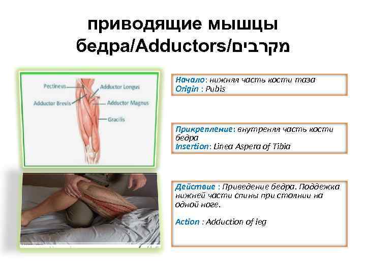 приводящие мышцы бедра/Adductors/ מקרבים Начало: нижняя часть кости таза Origin : Pubis Прикрепление: внутреняя
