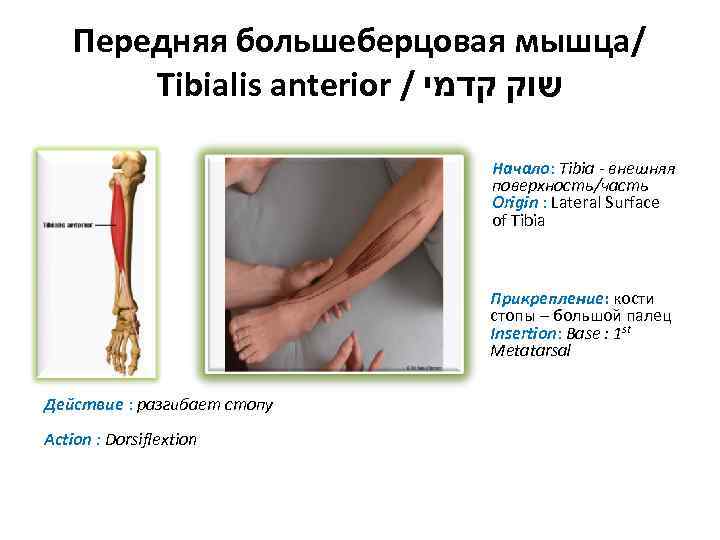 Передняя большеберцовая мышца/ Tibialis anterior / שוק קדמי Начало: Tibia - внешняя поверхность/часть Origin