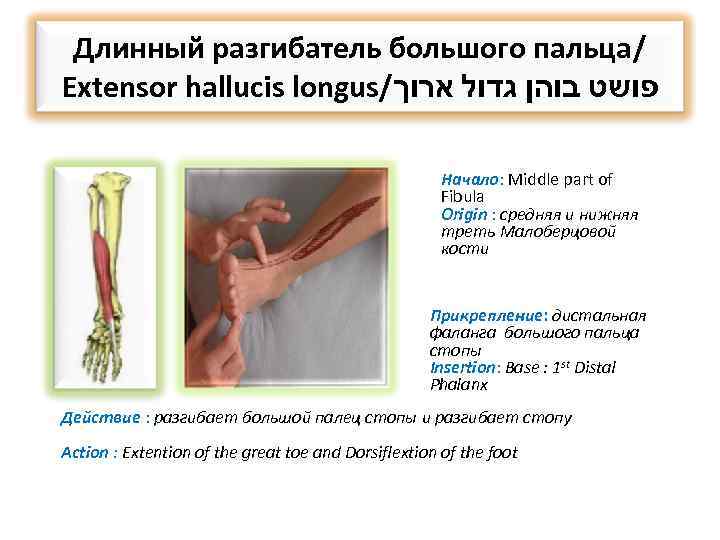 Длинный разгибатель большого пальца/ Extensor hallucis longus/ פושט בוהן גדול ארוך Начало: Middle part