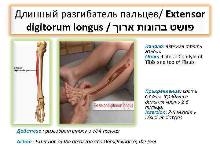 Длинный разгибатель пальцев/ Extensor digitorum longus / פושט בהונות ארוך Начало: верхняя треть голени
