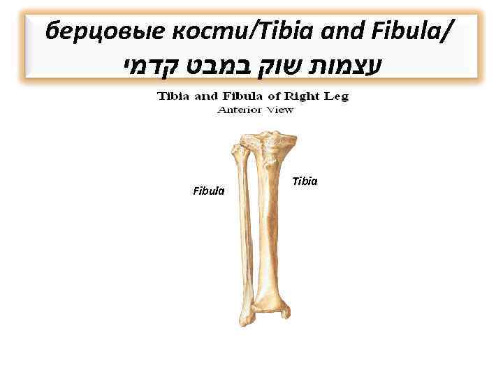 берцовые кости/Tibia and Fibula/ עצמות שוק במבט קדמי Fibula Tibia 