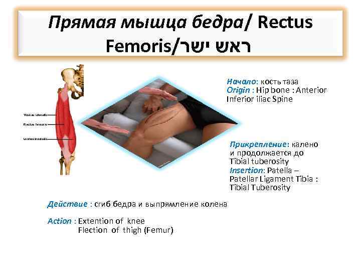 Прямая мышца бедра/ Rectus Femoris/ ראש ישר Начало: кость таза Origin : Hip bone