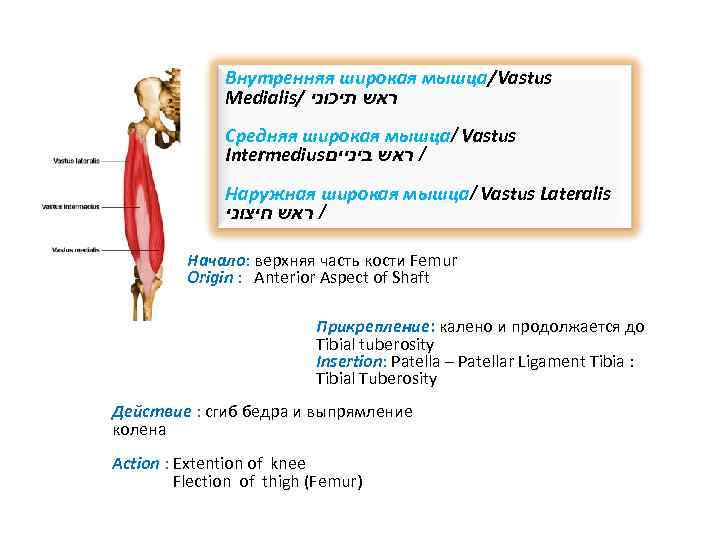 Внутренняя широкая мышца/Vastus Medialis/ ראש תיכוני Средняя широкая мышца/ Vastus Intermedius / ראש ביניים
