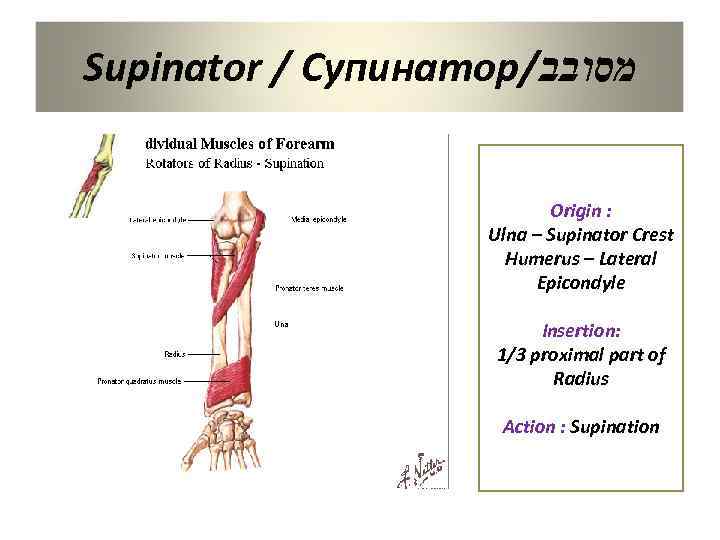 Supinator / Супинатор/ מסובב Origin : Ulna – Supinator Crest Humerus – Lateral Epicondyle