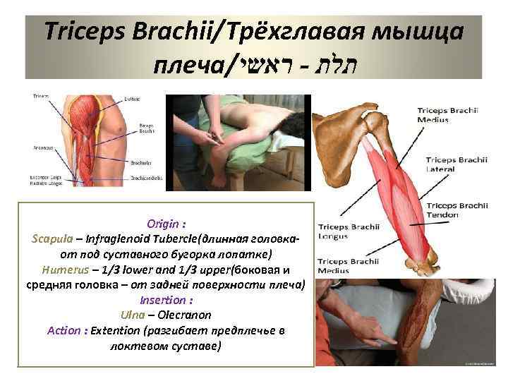 Triceps Brachii/Трёхглавая мышца плеча/ תלת - ראשי Origin : Scapula – Infraglenoid Tubercle(длинная головкаот