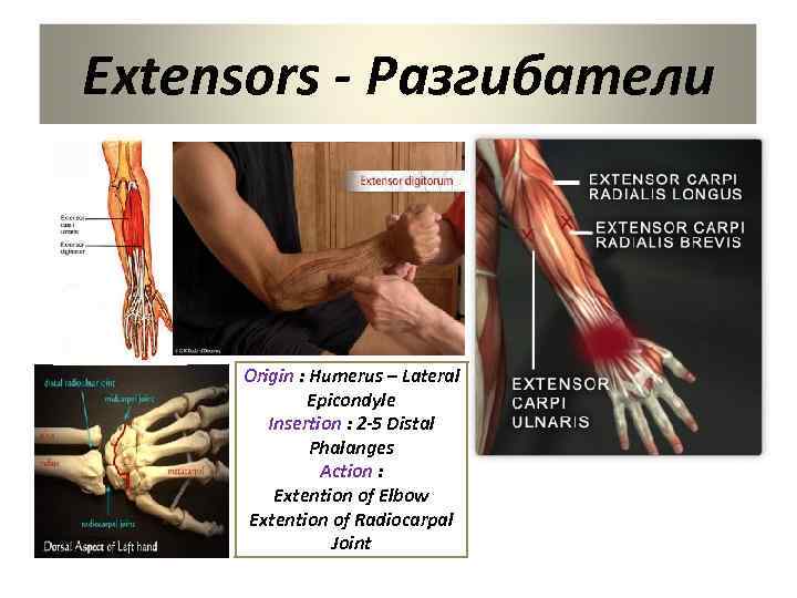 Extensors - Разгибатели Origin : Humerus – Lateral Epicondyle Insertion : 2 -5 Distal