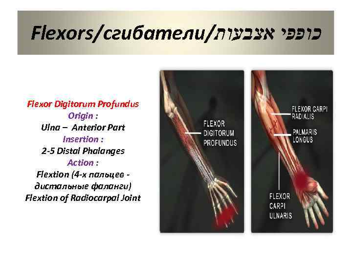 Flexors/сгибатели/ כופפי אצבעות Flexor Digitorum Profundus Origin : Ulna – Anterior Part Insertion :