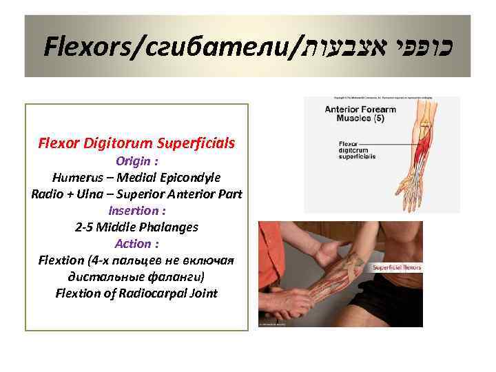 Flexors/сгибатели/ כופפי אצבעות Flexor Digitorum Superficials Origin : Humerus – Medial Epicondyle Radio +