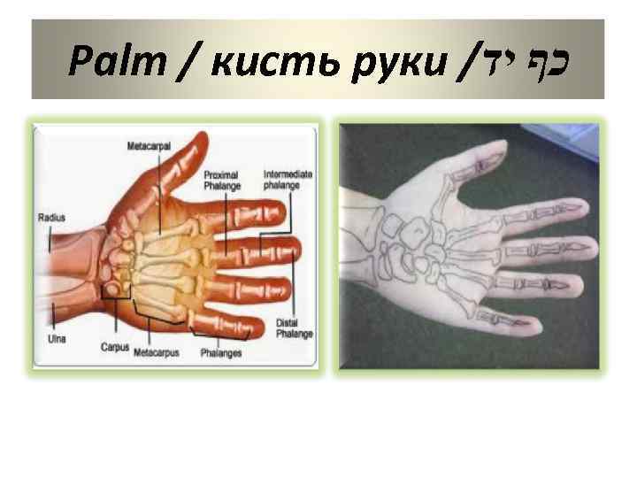 Palm / кисть руки / כף יד 