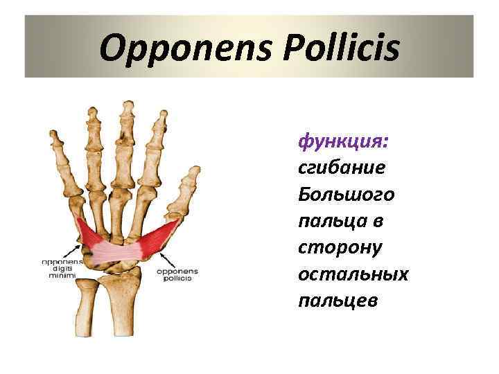 Opponens Pollicis функция: сгибание Большого пальца в сторону остальных пальцев 