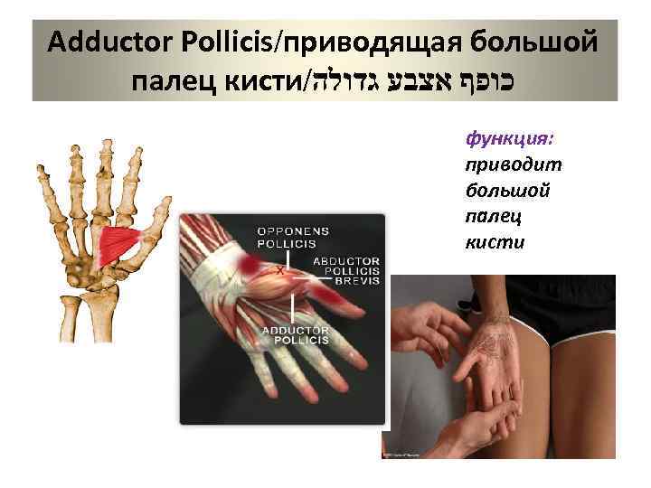 Adductor Pollicis/приводящая большой палец кисти/ כופף אצבע גדולה функция: приводит большой палец кисти 