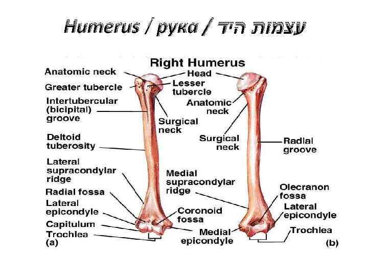 Humerus / рука / עצמות היד 