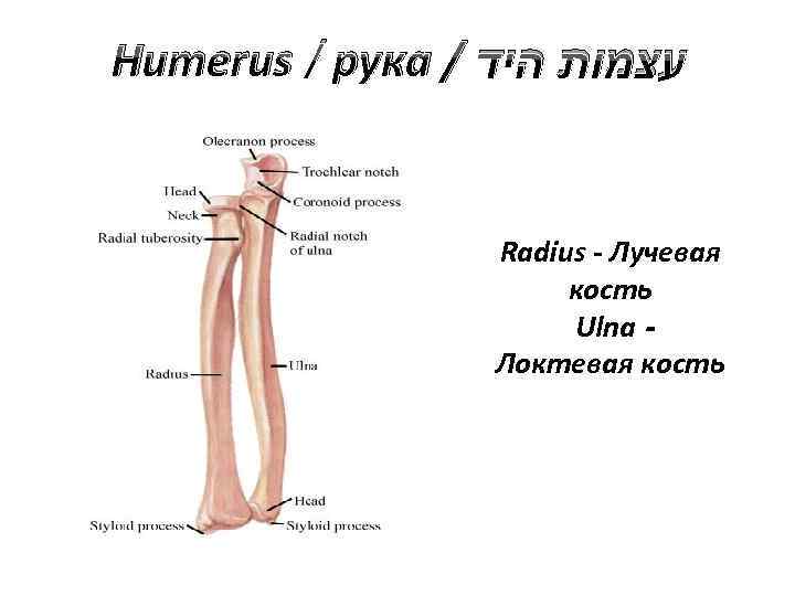 Humerus / рука / עצמות היד Radius - Лучевая кость Ulna Локтевая кость 