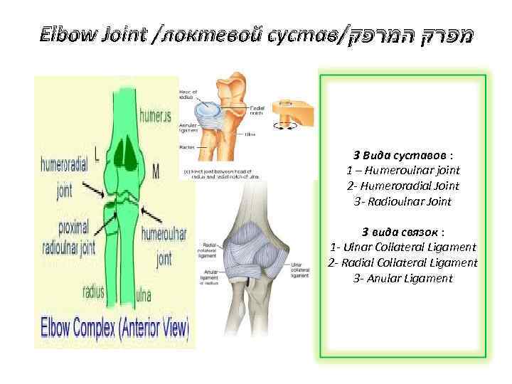 Elbow Joint /локтевой сустав/ מפרק המרפק 3 Вида суставов : 1 – Humeroulnar joint