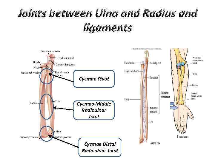 Joints between Ulna and Radius and ligaments Сустав Pivot Сустав Middle Radioulnar Joint Сустав