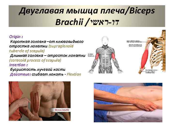 Двуглавая мышца плеча/Biceps Brachii / דו-ראשי Origin : Короткая головка –от клювовидного отростка лопатки