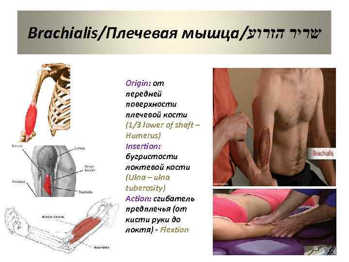 Brachialis/Плечевая мышца/ שריר הזרוע Origin: от передней поверхности плечевой кости (1/3 lower of shaft