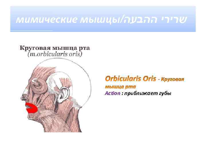 мимические мышцы/ שרירי ההבעה Action : приближает губы 