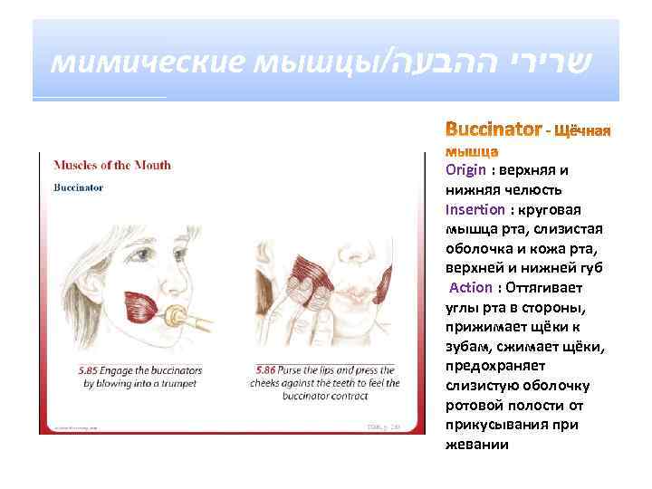 мимические мышцы/ שרירי ההבעה Origin : верхняя и нижняя челюсть Insertion : круговая мышца