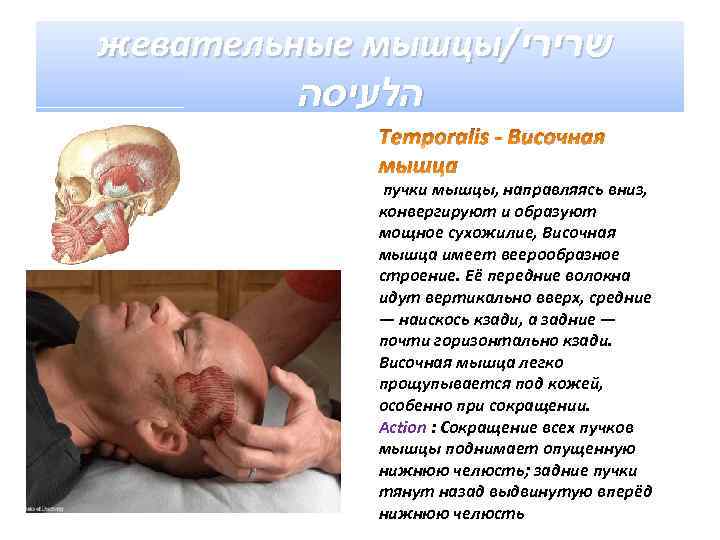 жевательные мышцы/ שרירי הלעיסה пучки мышцы, направляясь вниз, конвергируют и образуют мощное сухожилие, Височная