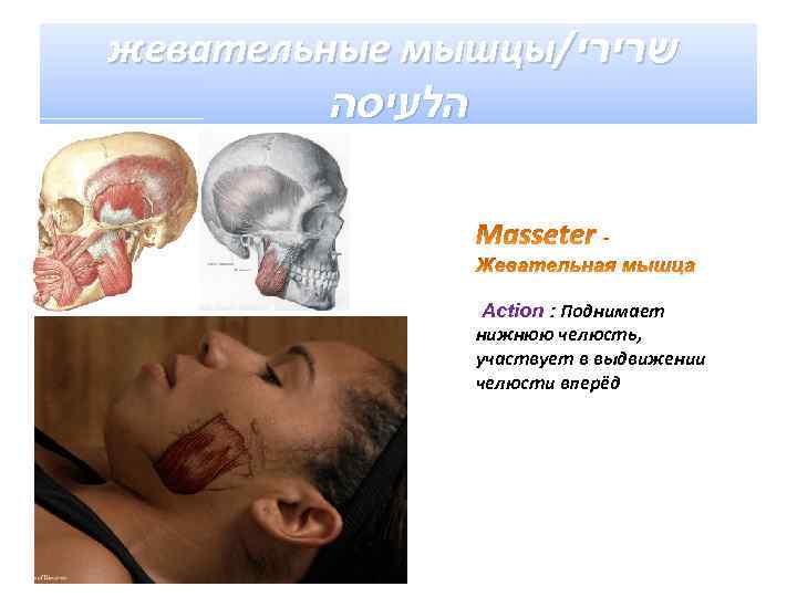 жевательные мышцы/ שרירי הלעיסה Action : Поднимает нижнюю челюсть, участвует в выдвижении челюсти вперёд