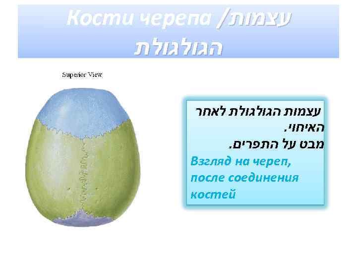  עצמות/ Кости черепа הגולגולת עצמות הגולגולת לאחר האיחוי. מבט על התפרים. , Взгляд