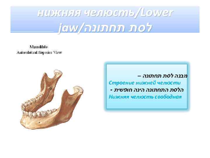 нижняя челюсть/Lower jaw/ לסת תחתונה – מבנה לסת תחתונה Строение нижней челюсти - הלסת
