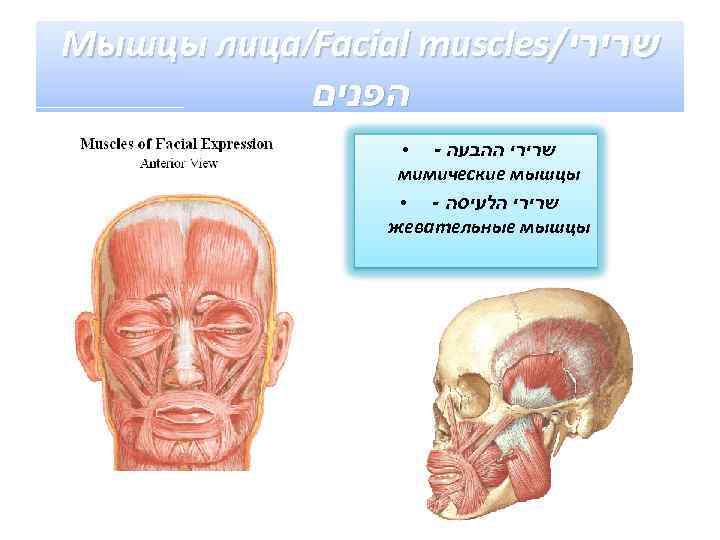 Мышцы лица/Facial muscles/ שרירי הפנים - שרירי ההבעה мимические мышцы ● - שרירי הלעיסה
