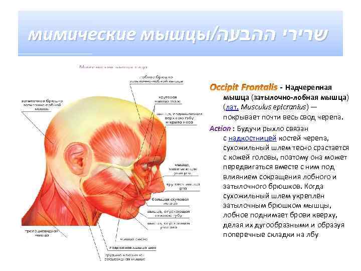 Надчерепная мышца. Функции надчерепной мышцы головы. Мимические мышцы Надчерепная затылочно лобная. Надчерепная мышца (m. epicranius). Надчерепной апоневроз сухожильный шлем.