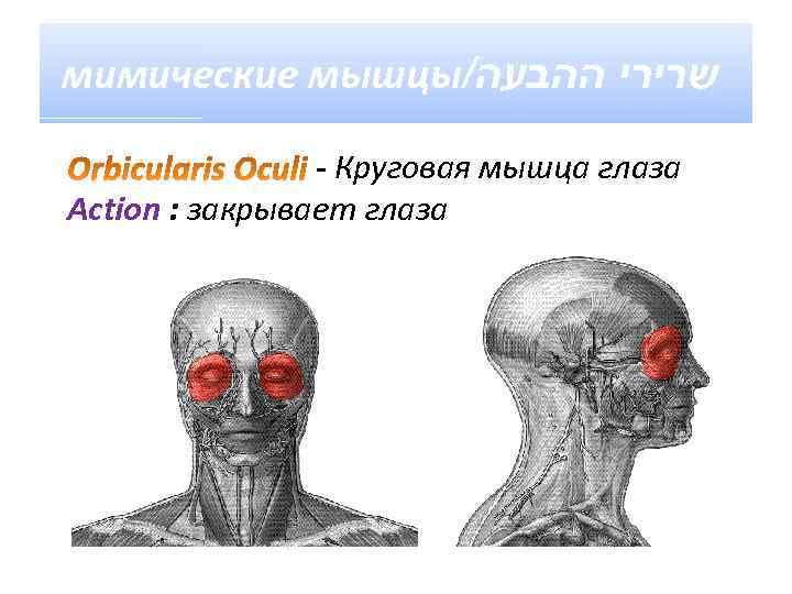 мимические мышцы/ שרירי ההבעה - Круговая мышца глаза Action : закрывает глаза 